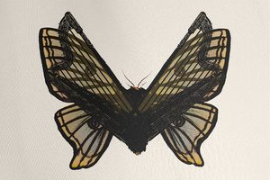 Spitfire Audio Samuel Sim Chrysalis [KONTAKT]