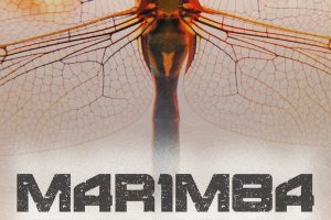 马林巴琴音源 Spitfire Audio Marimba Swarm [KONTAKT]