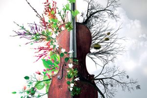 8Dio Solo Cello Designer [KONTAKT]