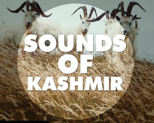 Big EDM Sounds Of Kashmir [WAV, MiDi, Synth Presets]